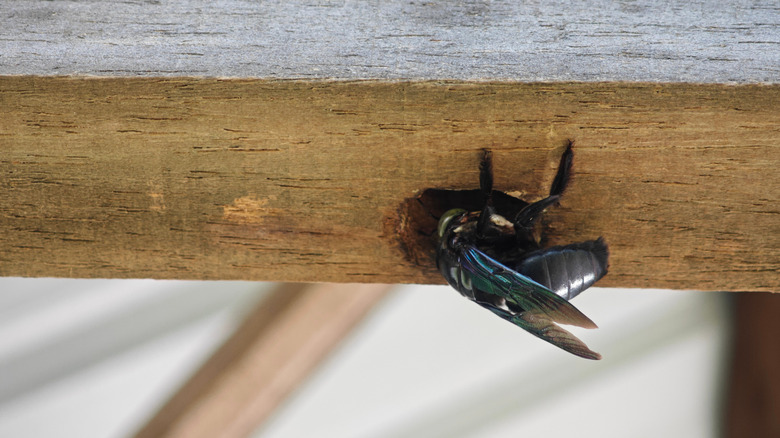 A carpenter bee boring into wood.