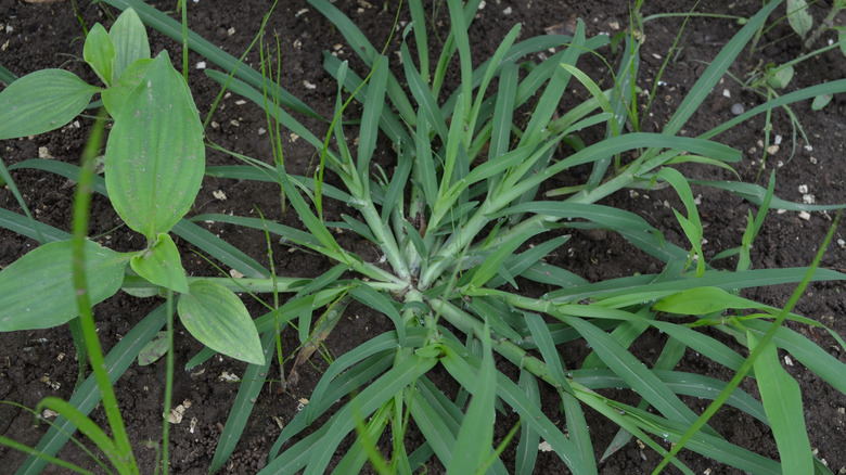 Crabgrass growing in soil
