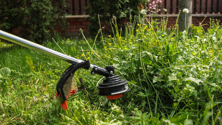 Person trimming weeds near a shed
