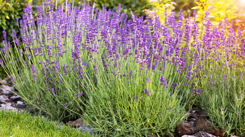 Closeup of lavender bushes growing outdoors
