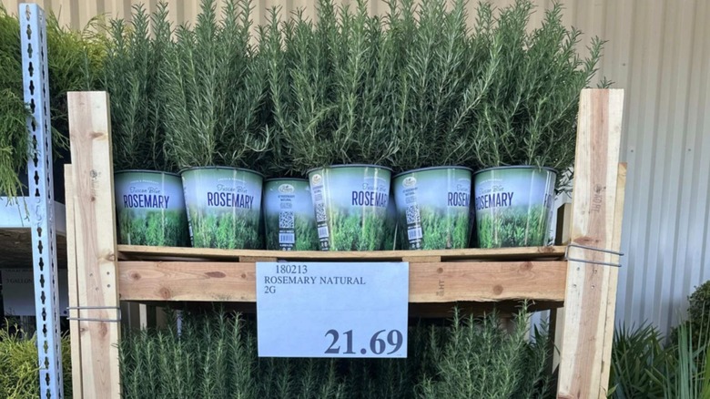 Rosemary plants at Costco on wooden shelf