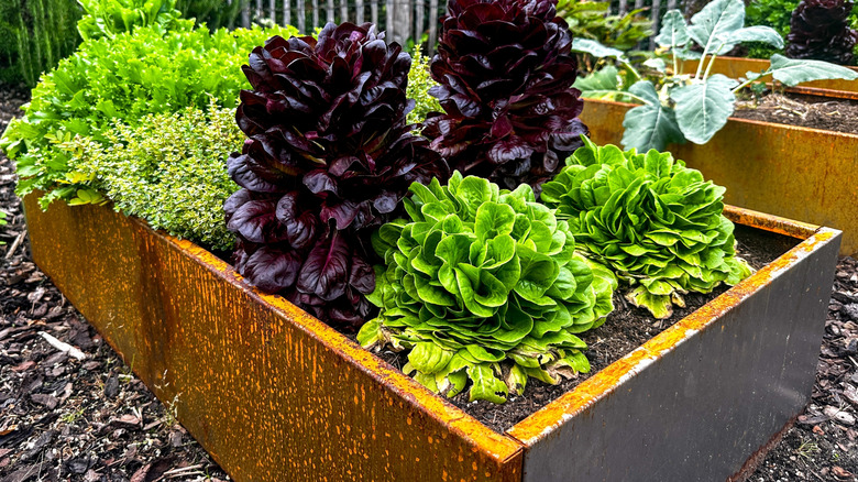 Two Corten steel garden beds in a backyard filled with soil and healthy leafy greens and herbs.