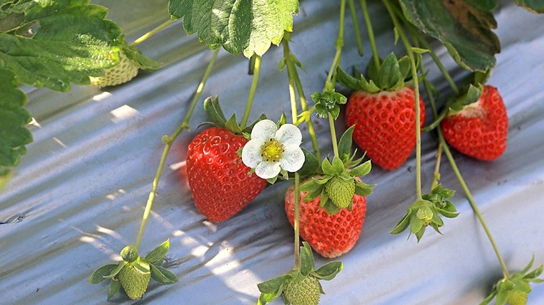 Close-up of strawberries and a strawberry flower growing on a vine