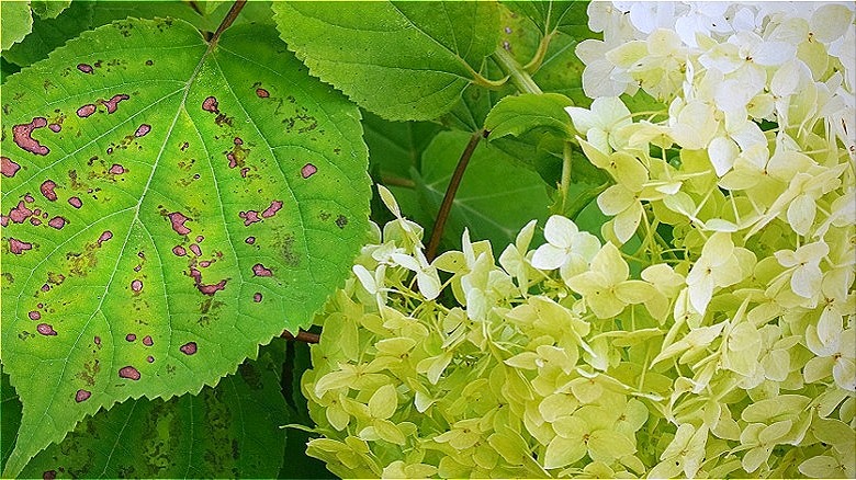 Bacterial leaf spot on hydrangea leaves