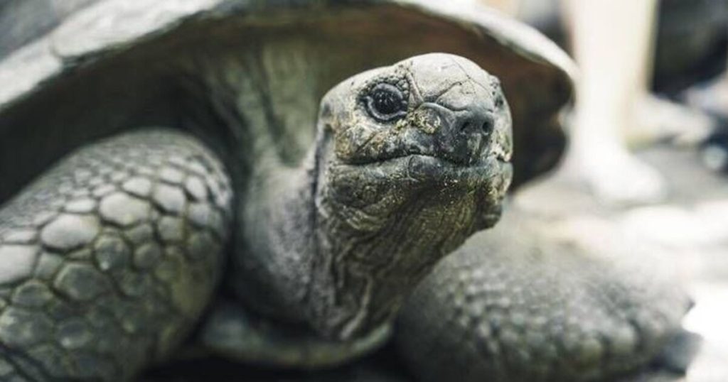 Jonathan, a 194-year-old tortoise, has 287 gene variants that scientists say could extend human life