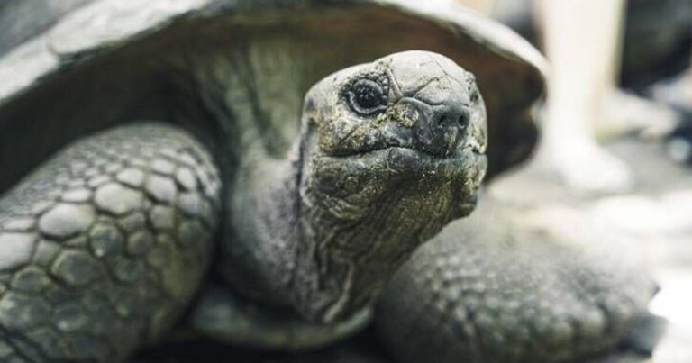 Jonathan, a 194-year-old tortoise, has 287 gene variants that scientists say could extend human life