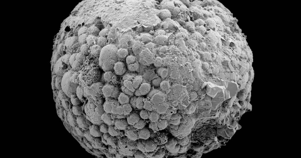 Mongolian microfossils suggest animals may have evolved 200 million years earlier than the fossil record shows